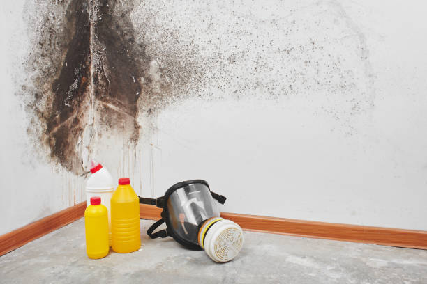 Best Certified Mold Removal  in Ankeny, IA