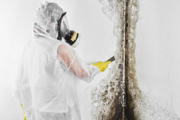 Best Mold Damage Repair  in Ankeny, IA