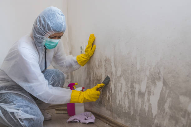 Best Crawl Space Mold Removal  in Ankeny, IA