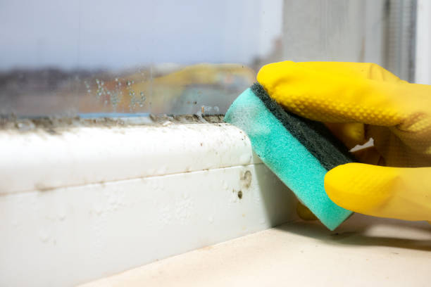 Best Professional Mold Removal  in Ankeny, IA