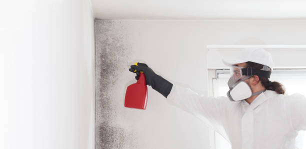 Best Toxic Mold Removal  in Ankeny, IA