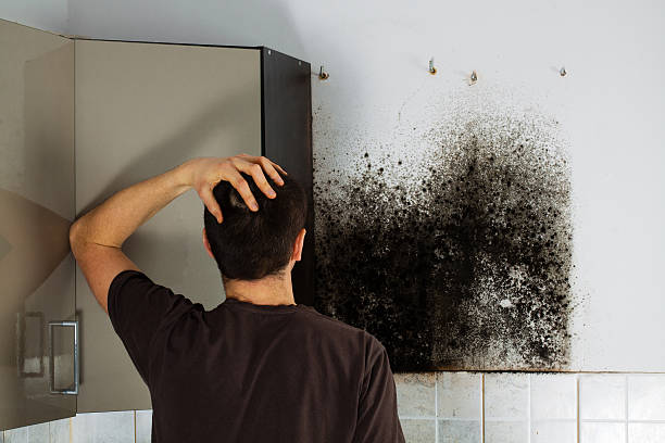Certified Mold Removal in Ankeny, IA