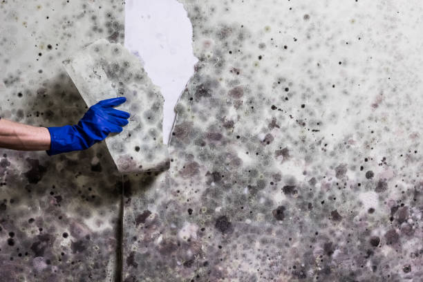 Professional Mold Removal in Ankeny, IA